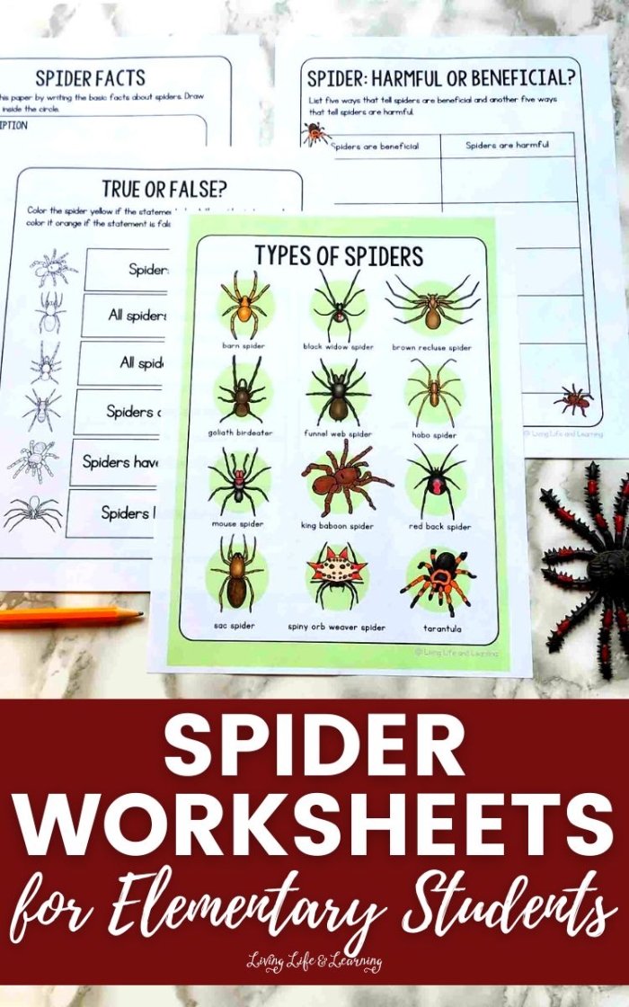 Grammar and Mechanics worksheet for Second Grade Worksheet for second graders about spiders and their webs, featuring a diagram for anatomical terms. Spiders and Their Webs worksheet for young scientists to enhance nonfiction comprehension.