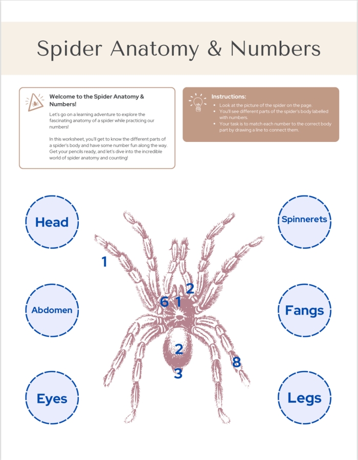 Educational diagram illustrating spider anatomy for young learners Spiders and Their Webs worksheet for second graders focusing on anatomy and comprehension
