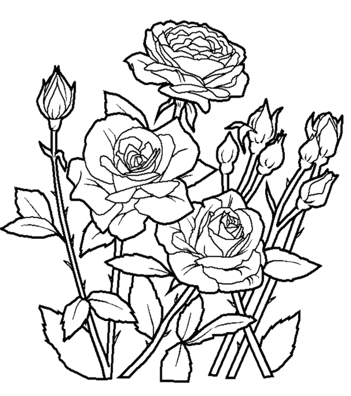 Spring Roses Coloring Page Worksheet for Mixed Operations in Kindergarten Coloring page featuring vibrant spring roses and two friendly ladybugs for kindergarten students
