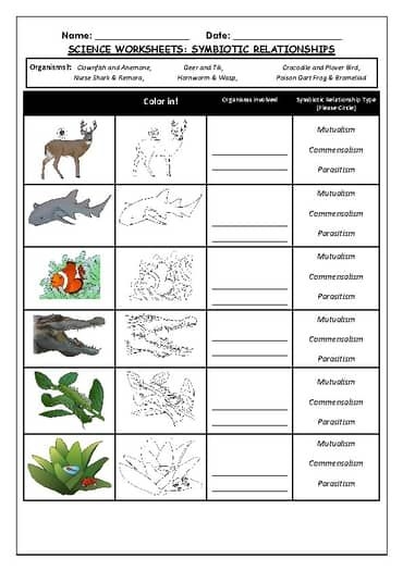 Sixth grade life science worksheet about symbiotic relationships in ecosystems