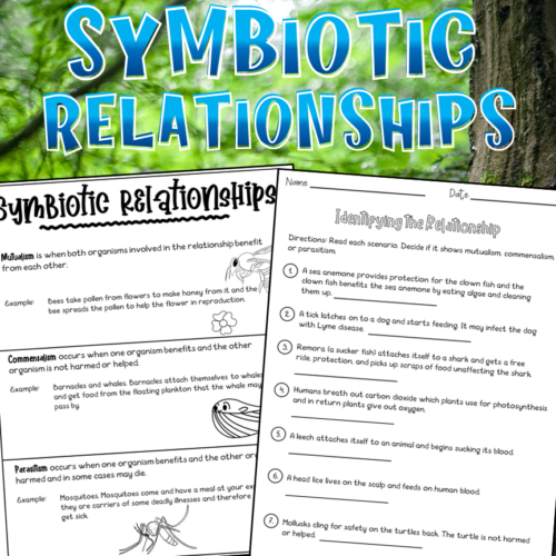 Sixth grade students matching vocabulary terms to examples of symbiotic relationships in an ecosystem worksheet