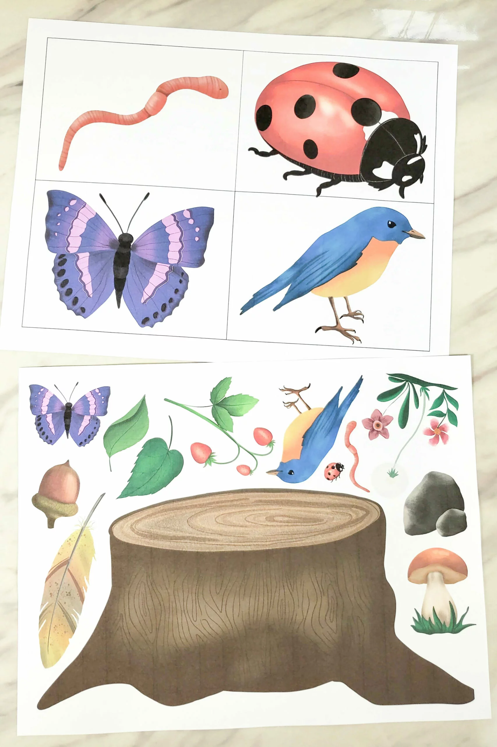 Worksheet for third graders to document their nature walk observations through writing and drawing. Take a Nature Walk worksheet encouraging exploration and creativity.