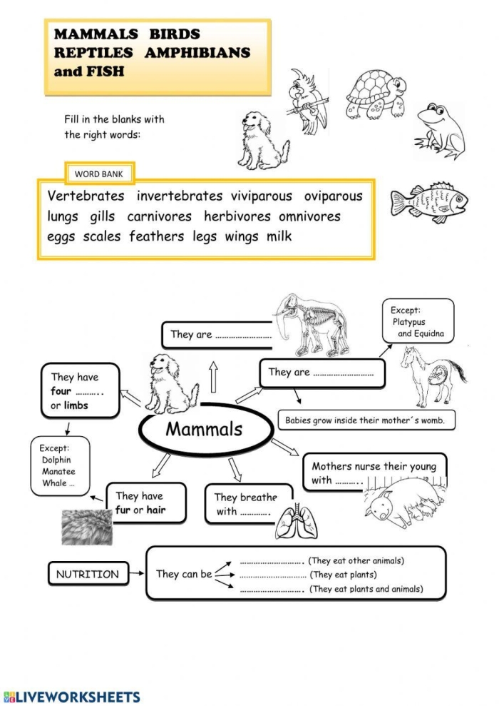 Third grade science worksheet featuring illustrations of amphibians and reptiles found in Yellowstone National Park