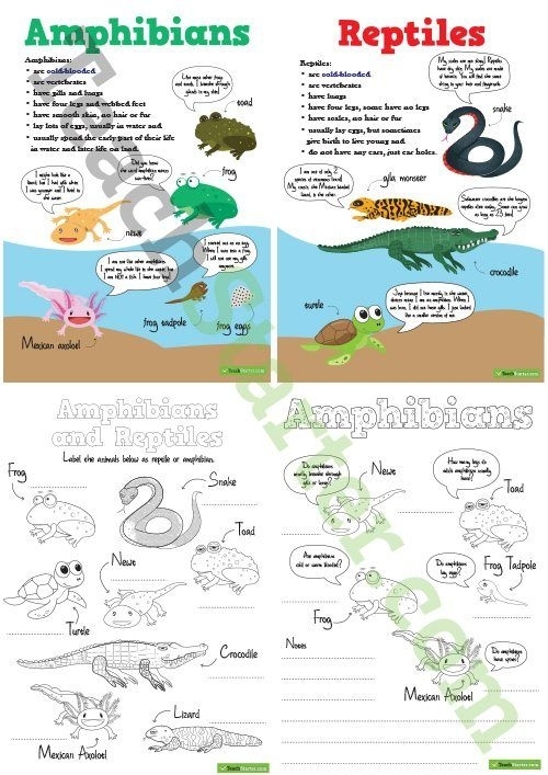 Third grade science worksheet featuring illustrations of Yellowstone National Park reptiles and amphibians