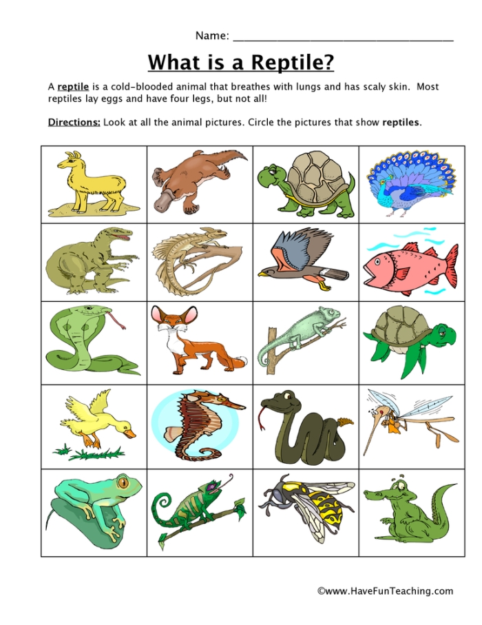 Third grade science worksheet featuring illustrations of amphibians and reptiles found in Yellowstone