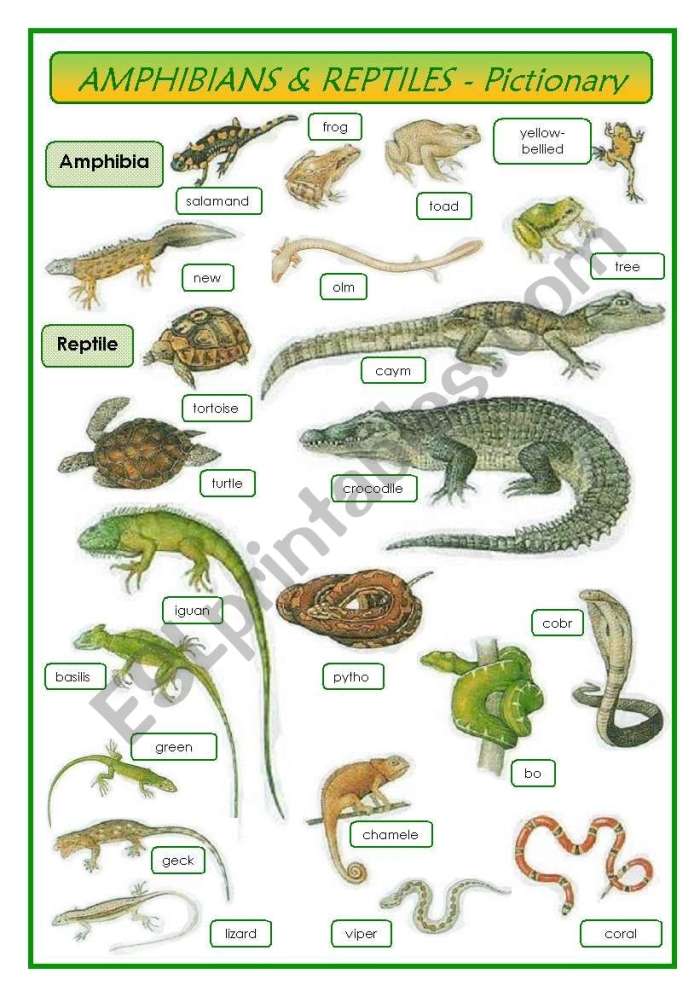Third grade life science worksheet featuring various amphibians and reptiles found in Yellowstone National Park