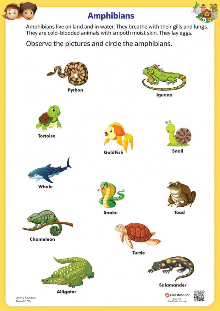 Amphibians and reptiles featured on a worksheet about Yellowstone National Park