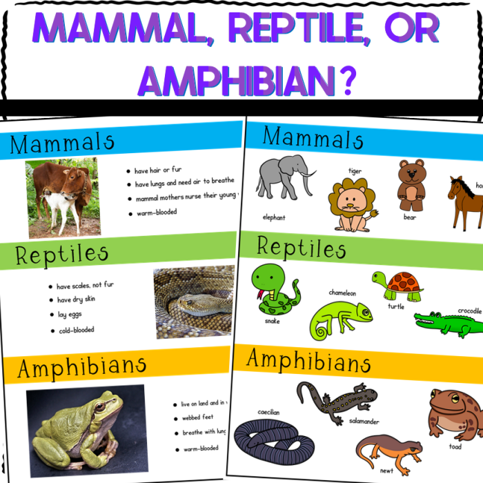 Worksheet featuring amphibians and reptiles found in Yellowstone National Park for third graders. Educational resource for exploring the diverse wildlife of Yellowstone.