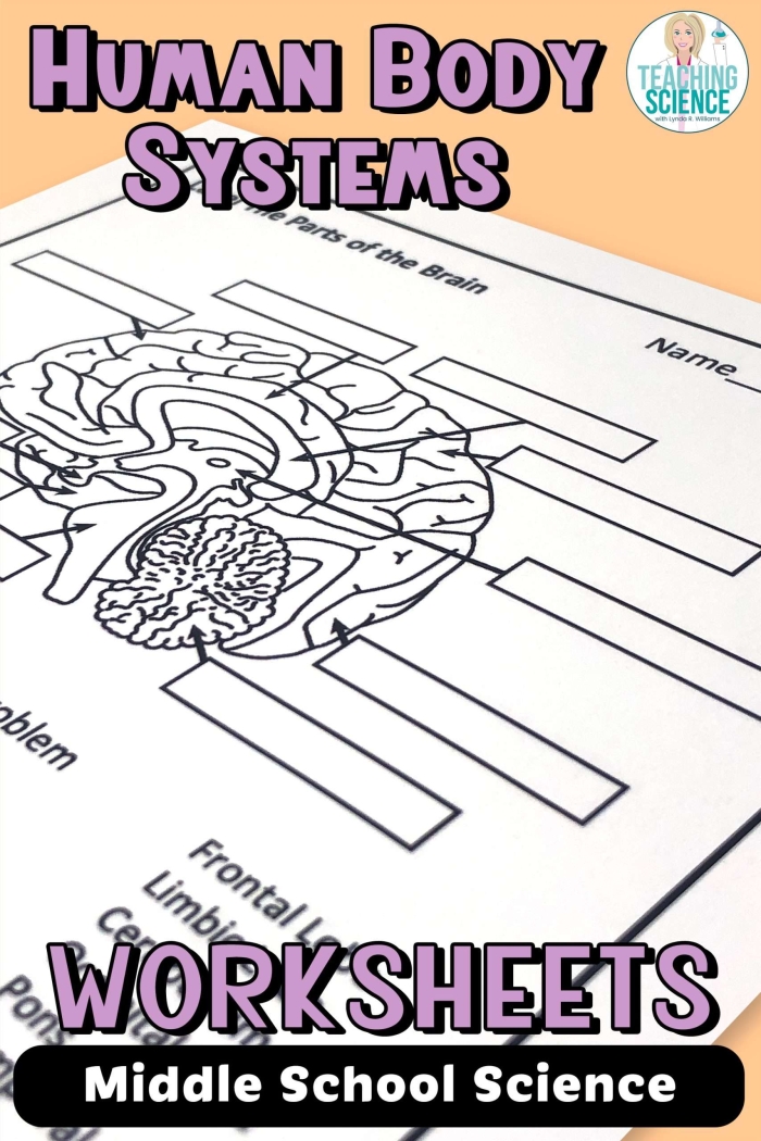 Crossword puzzle worksheet featuring body systems vocabulary for third-grade students