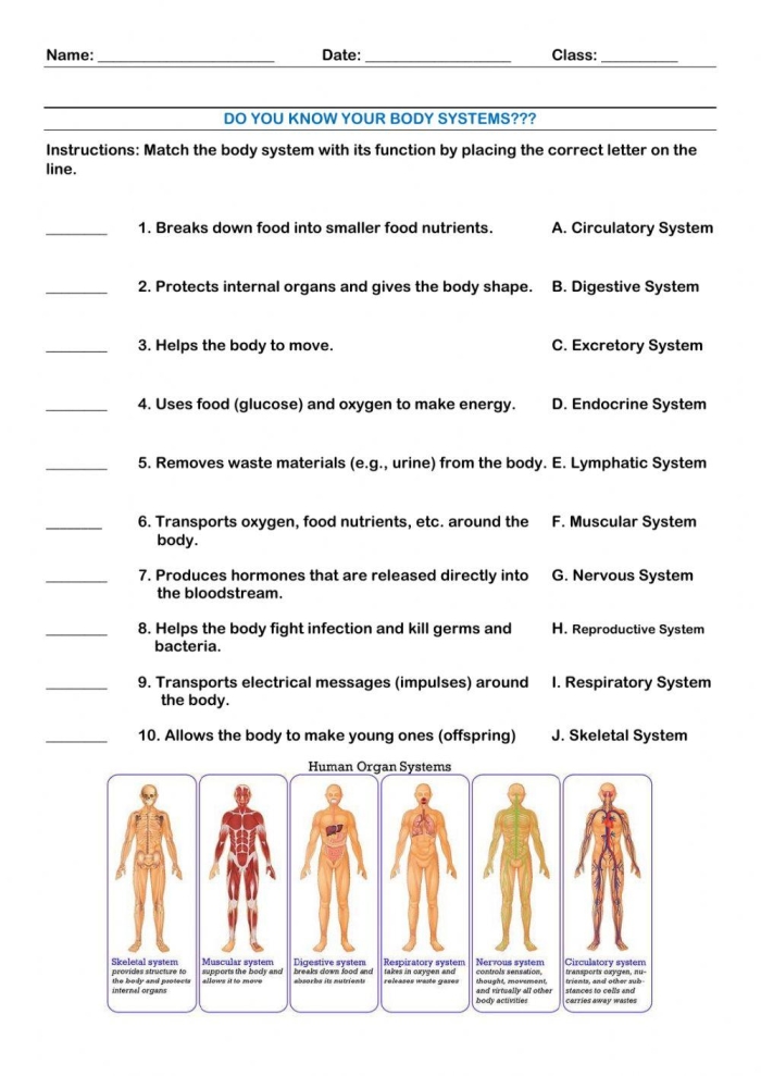 Interactive crossword worksheet featuring body systems vocabulary for third graders
