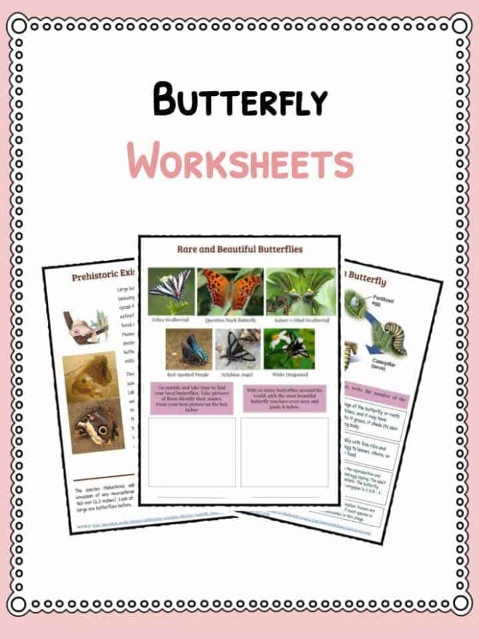 Alphabet worksheet for Third Grade A colorful worksheet designed for third graders to summarize the butterfly life cycle. Engaging activity for enhancing vocabulary and summarization skills.