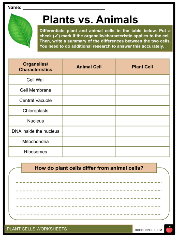 A third grade student completes a plant and animal cell crossword puzzle worksheet