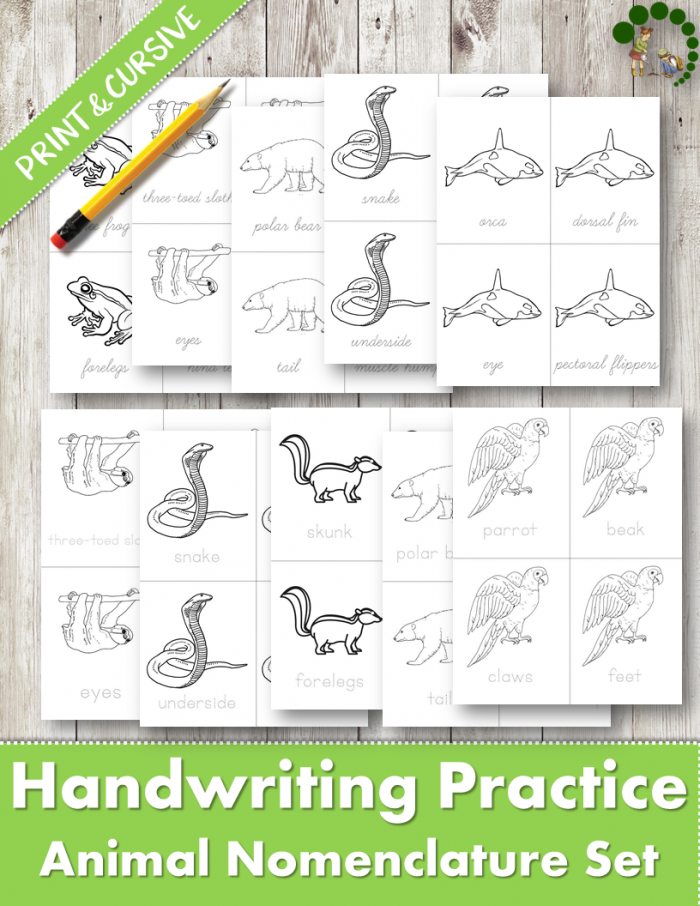Cursive handwriting worksheet with animal vocabulary tracing exercises for elementary learners Third grade students tracing and writing animal words in cursive handwriting practice