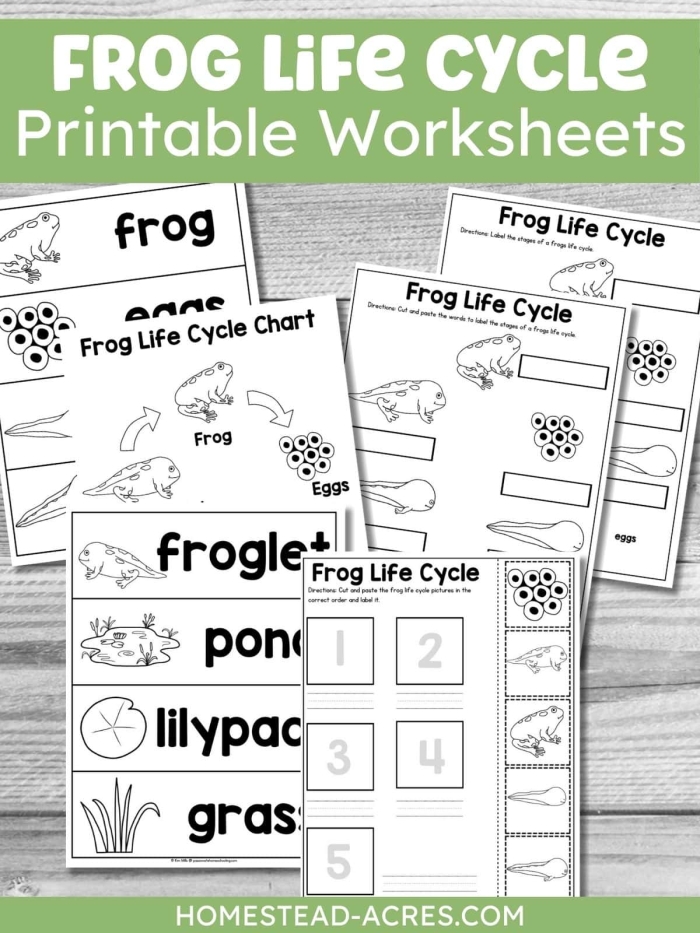 Third grade worksheet featuring a frog life cycle diagram for point of view practice