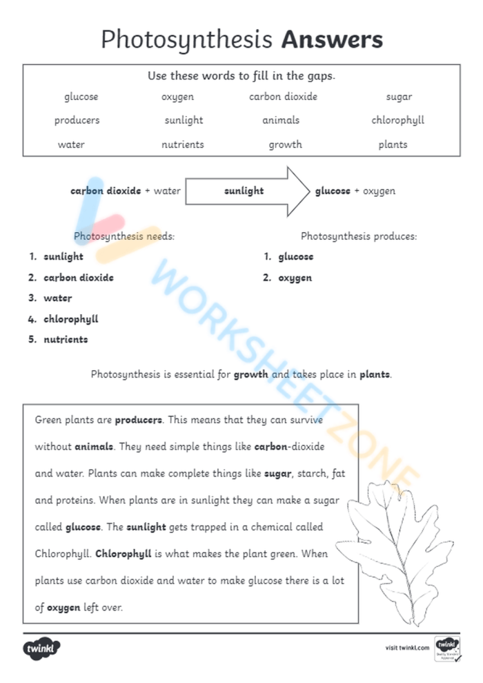 Life Science Crossword puzzle focused on photosynthesis for third graders