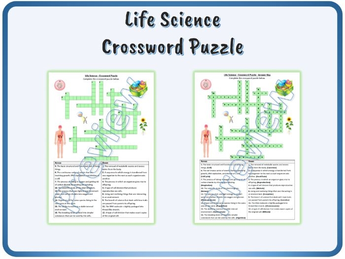 Photosynthesis crossword worksheet for third-grade science review