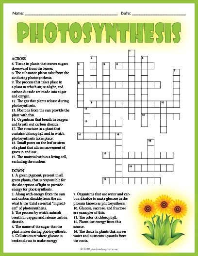 Third-grade student working on a life science crossword puzzle about photosynthesis