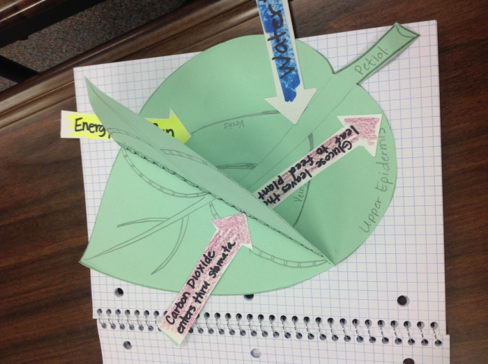 Life Science Crossword focusing on photosynthesis for third graders