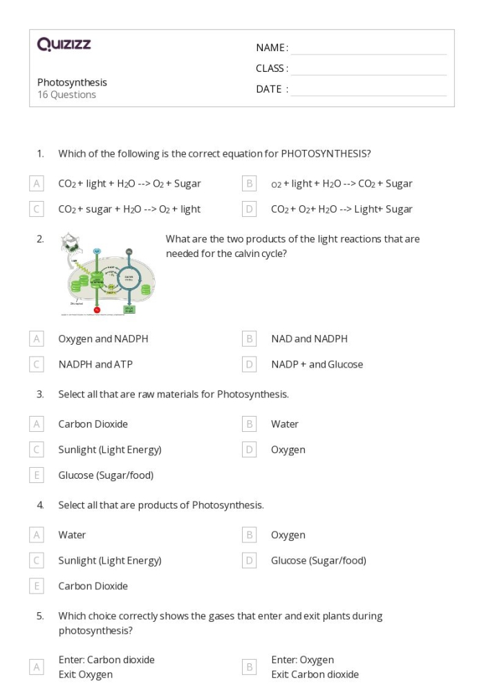 Life Science Crossword worksheet focused on photosynthesis for third graders