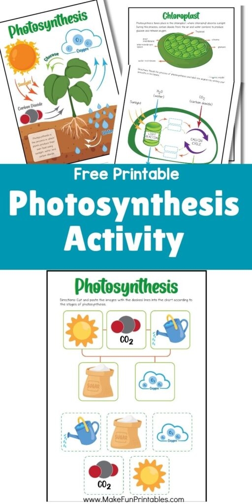 Colorful crossword puzzle worksheet focused on photosynthesis for third graders