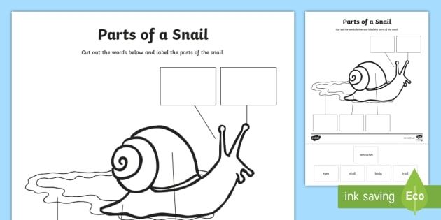 Snail Division Practice Math Worksheet for Grade 3 Students A third grade student solving division math problems with a cheerful snail character on a worksheet
