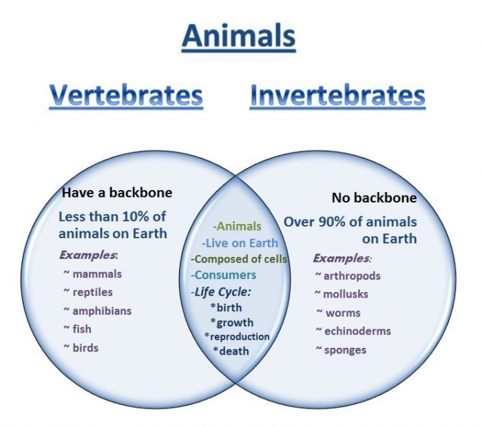 Worksheet illustrating the comparison and contrast of vertebrates and invertebrates for third graders