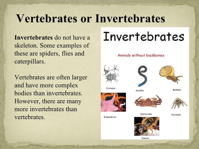 Worksheet for comparing and contrasting vertebrates and invertebrates for third graders