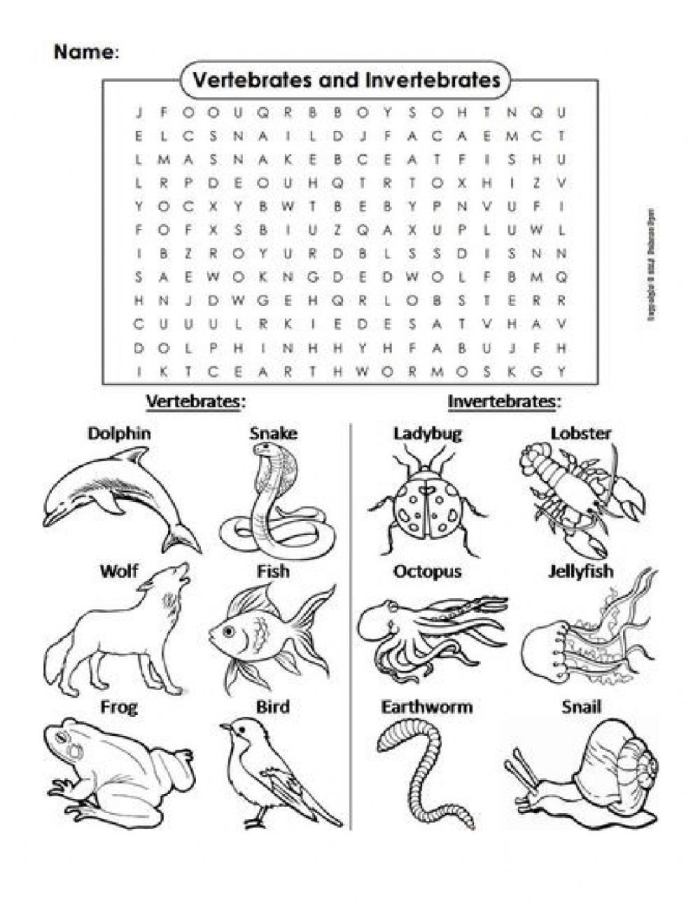 Worksheet featuring a comparison of vertebrates and invertebrates for third graders