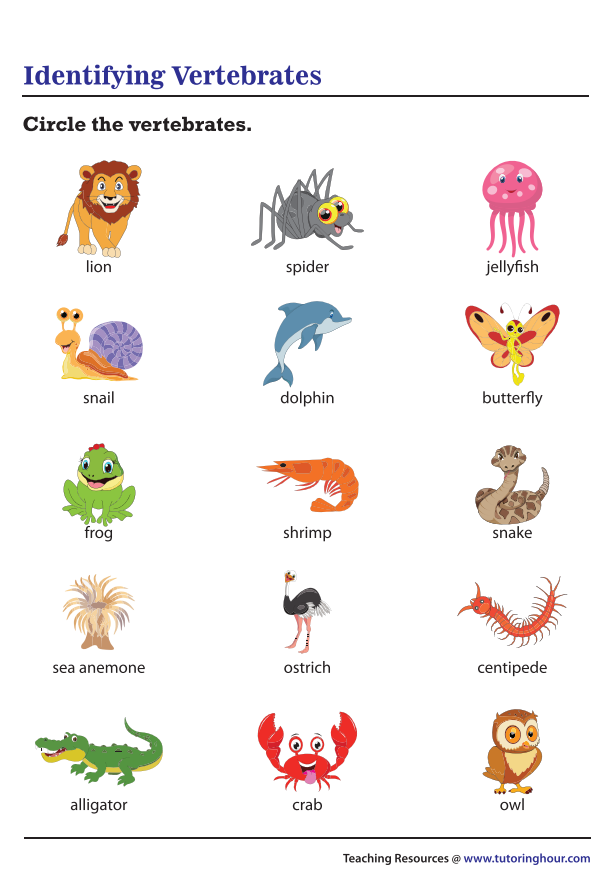 Worksheet for comparing and contrasting vertebrates and invertebrates for third graders