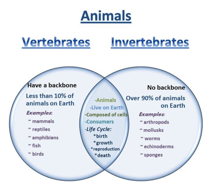Worksheet for comparing and contrasting vertebrates and invertebrates for third graders