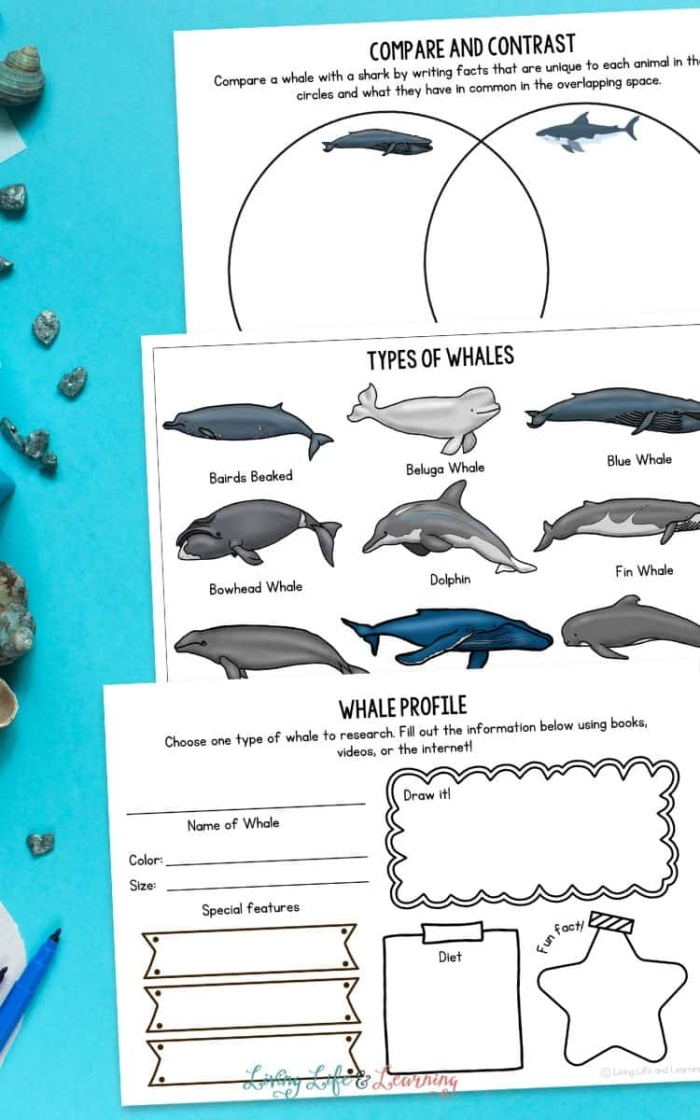 Worksheet featuring a Venn diagram for comparing and contrasting whales, designed for third-grade students. Educational resource for exploring similarities and differences in nonfiction texts about whales.
