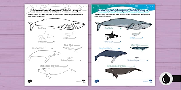 Worksheet featuring a Venn diagram for comparing and contrasting whales in a third-grade classroom