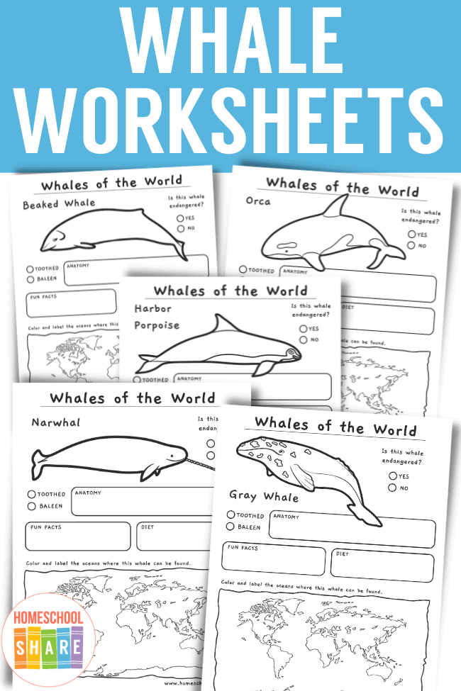 Worksheet for comparing and contrasting whales using a Venn diagram for third graders