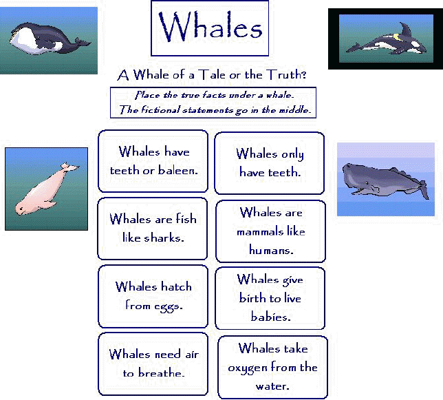 Worksheet for comparing and contrasting whales using a Venn diagram for third graders