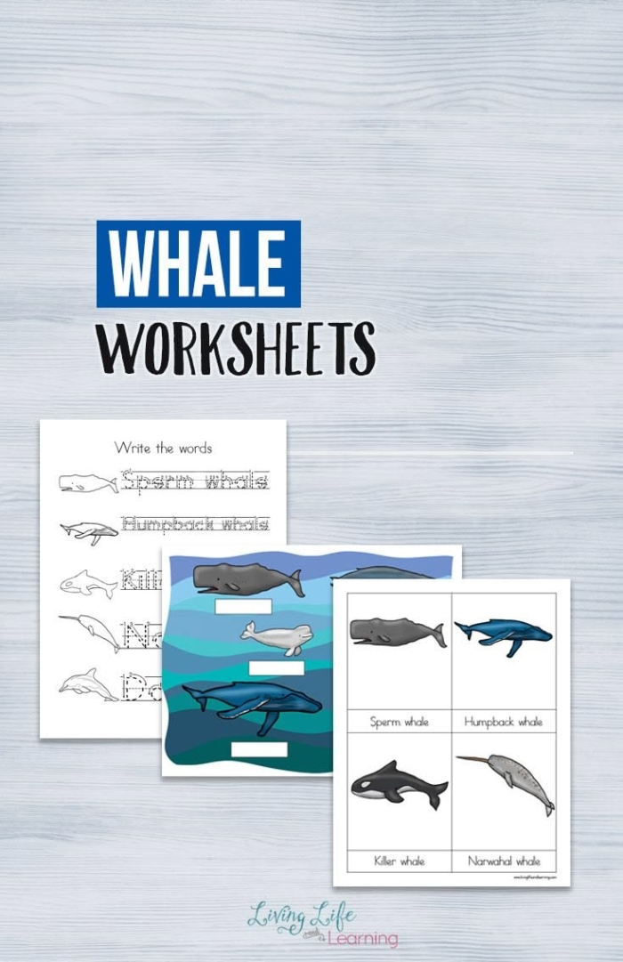 Whales comparison worksheet featuring a Venn diagram for third-grade students