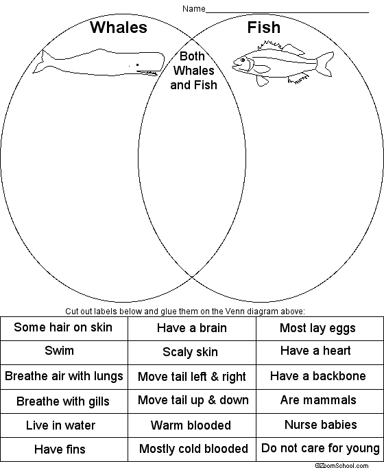 Worksheet for comparing and contrasting whales using a Venn diagram