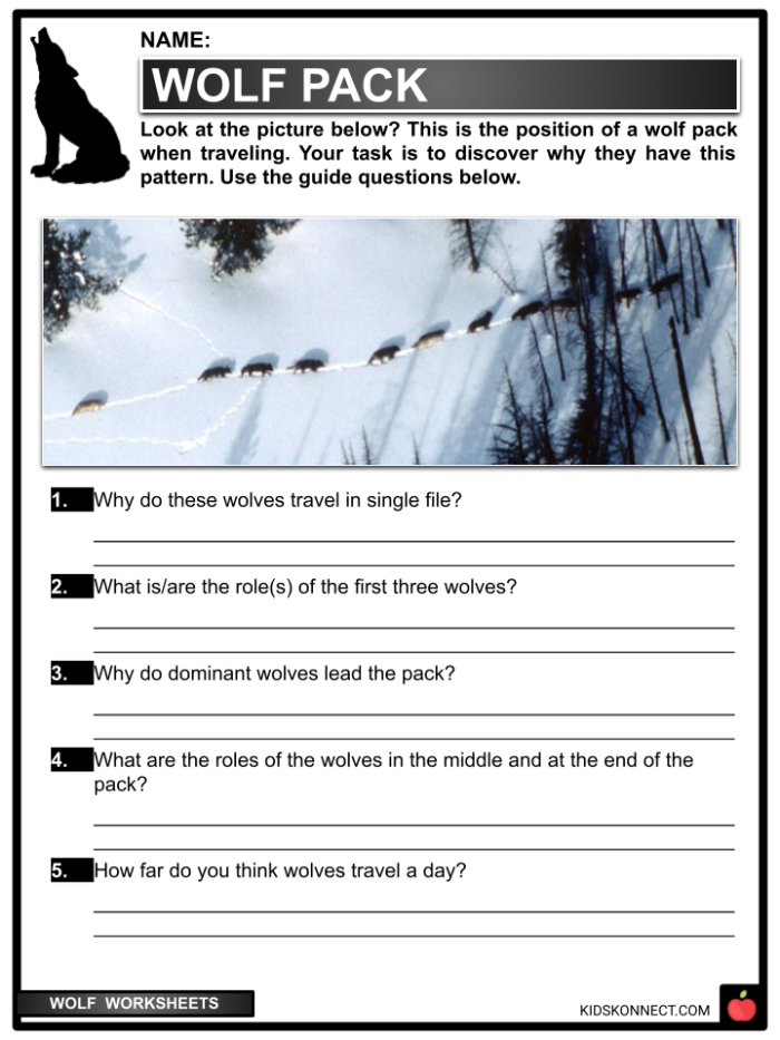 Third grade science worksheet featuring a wolf illustration and educational facts about Yellowstone animals 23