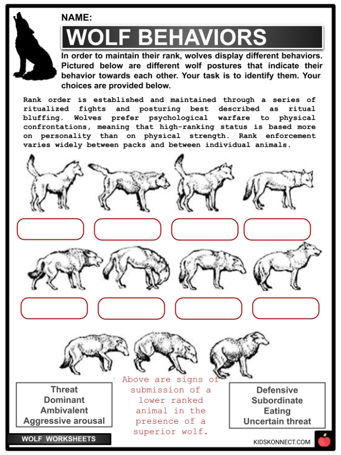 A detailed wolf worksheet designed for third graders learning about Yellowstone's wolves