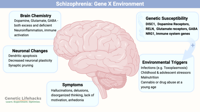 Sixth grade life science worksheet covering how genetics and environment shape physical traits