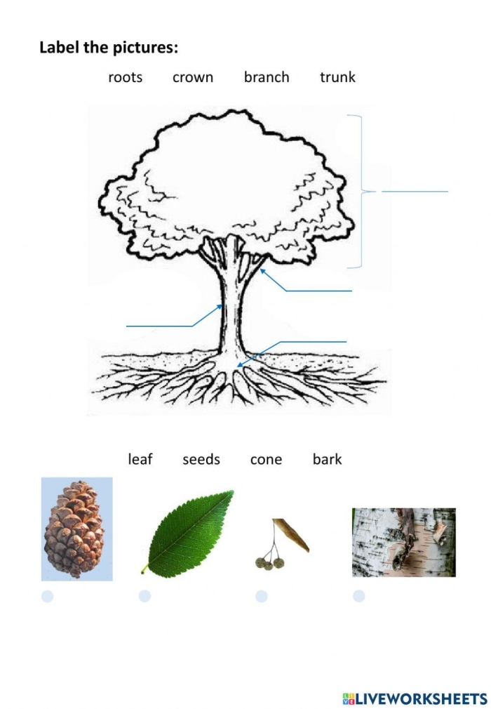 Colorful cut-and-paste tree chart for young learners to test tree knowledge