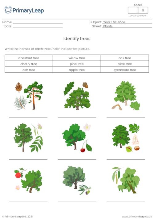 Pre-K student working on a colorful cut and paste tree identification worksheet