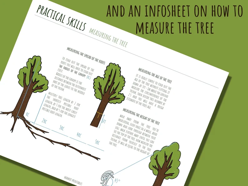 Pre-K worksheet showing a cut-and-paste activity to identify different parts of a tree