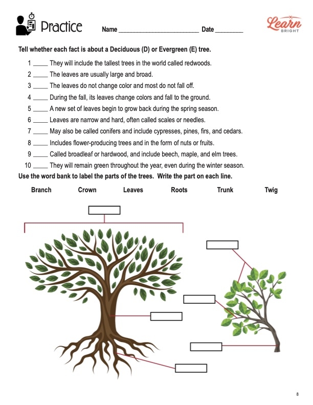 Kindergarten science worksheet for labeling the trunk leaves and roots of a tree
