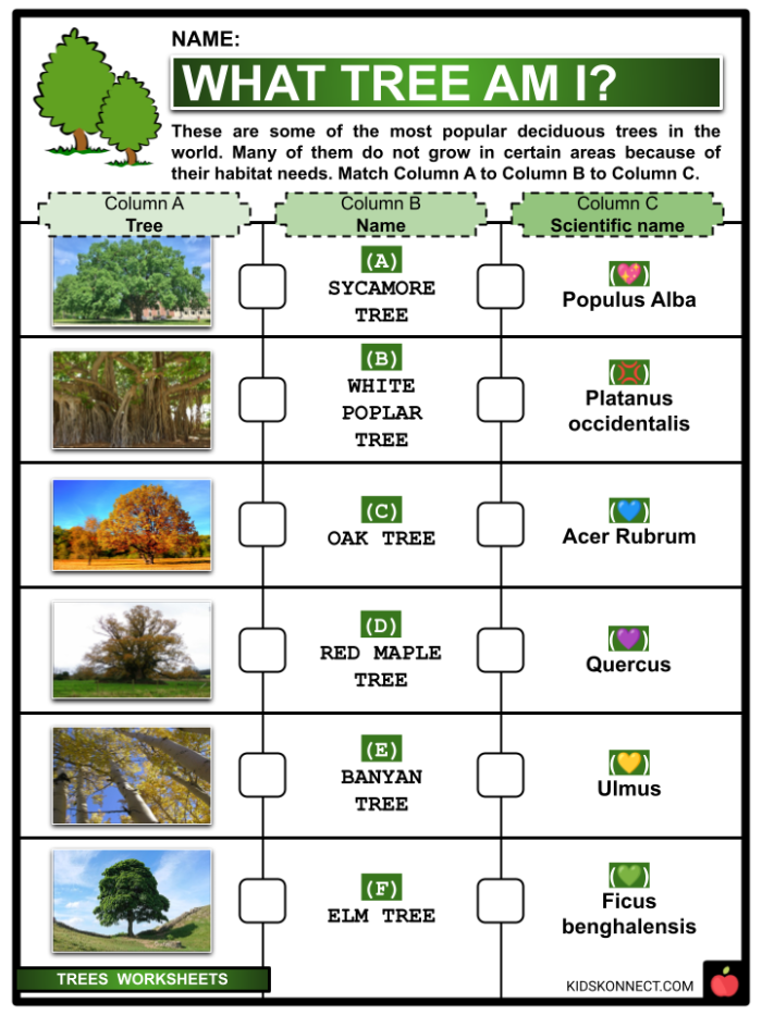 Kindergarten science worksheet for labeling the different parts of a tree