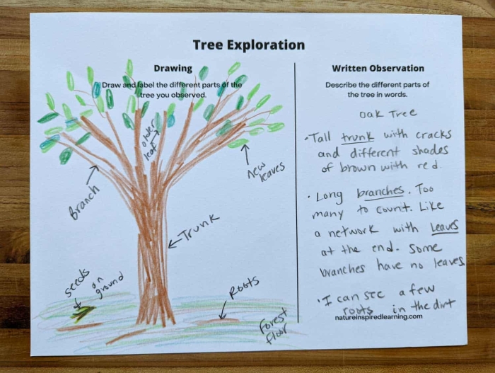 First grade science worksheet for identifying tree parts including roots and stems