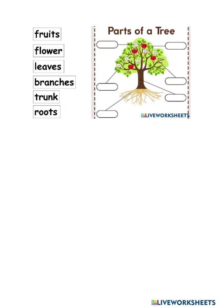 First grade science worksheet featuring a diagram of tree parts for students to label