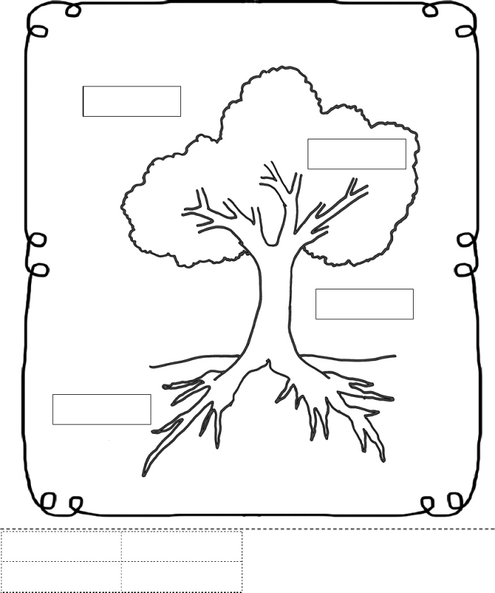 Colorful diagram of a tree showing its parts for a first-grade life science worksheet
