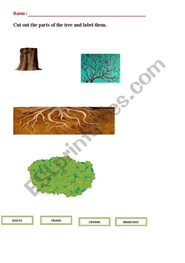 Colorful diagram of a tree showing parts like stem and roots for first graders. Educational worksheet for identifying tree parts in life science.