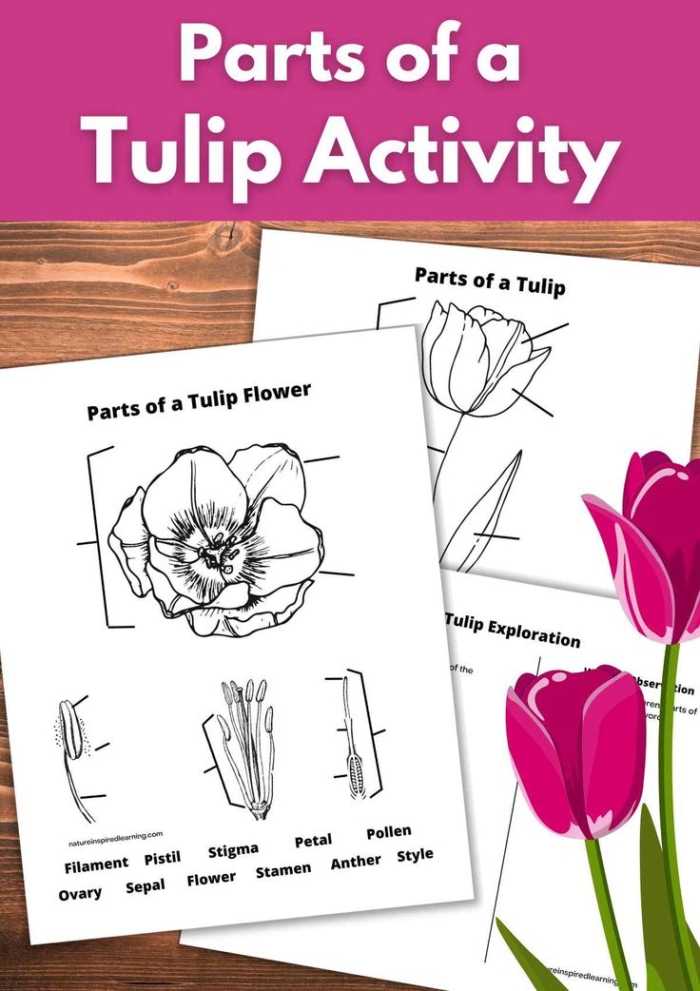 Spring-themed tulip diagram coloring activity for early learners Coloring page worksheet featuring a tulip diagram for first graders