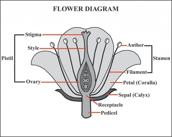 Spring-themed tulip diagram worksheet for coloring and learning Coloring page worksheet featuring a tulip diagram for first graders